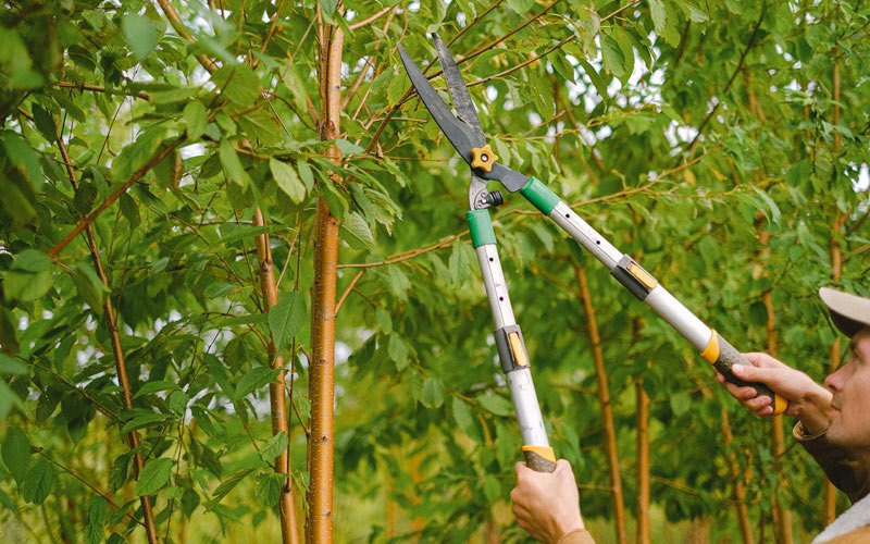 Tree trimming in Carbon Hill, AL
