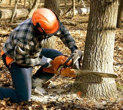 Tree Removal in Carbon Hill, AL